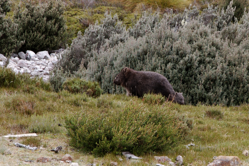 20 - Cradle Montain NP (27).jpg